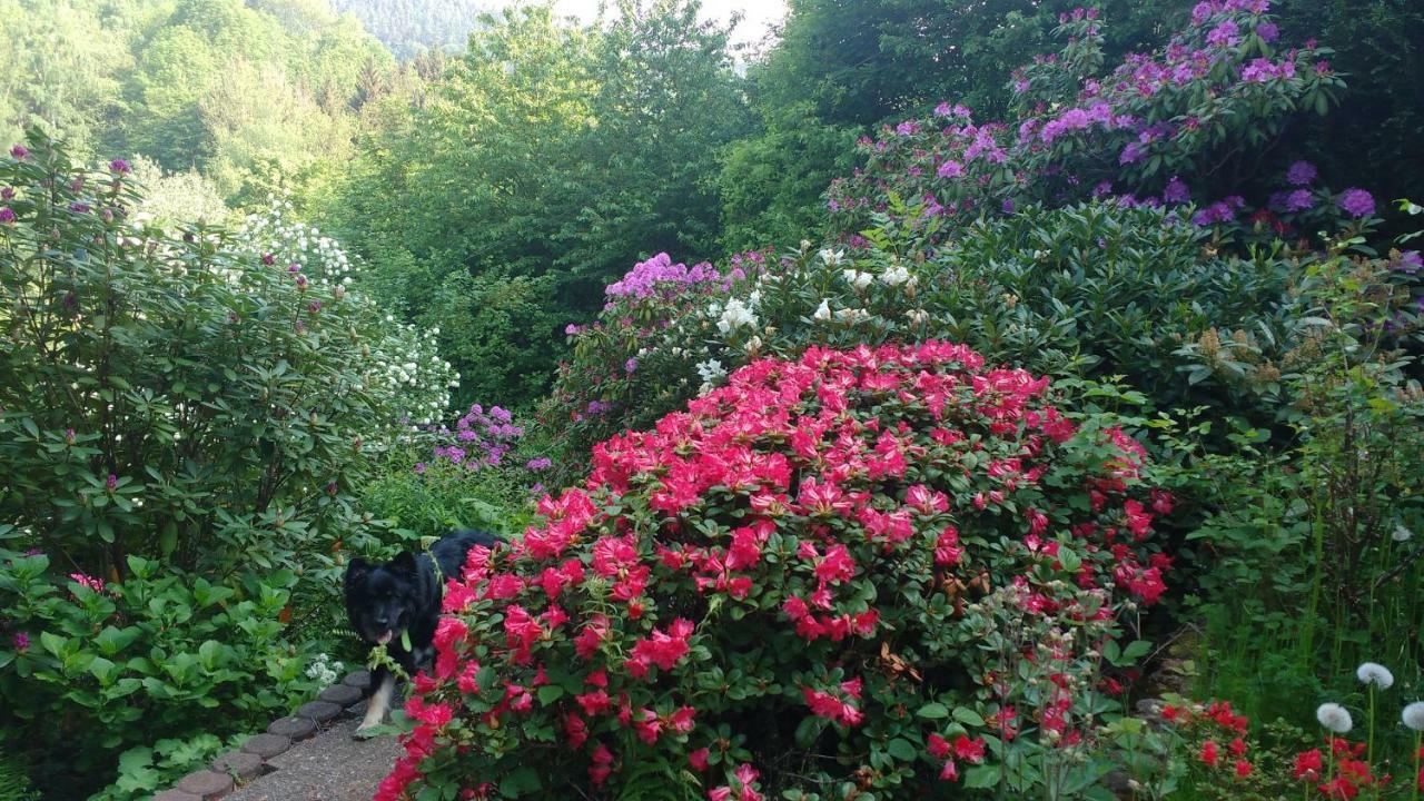 Ferienwohnung Rhododendron - Natur Pur Am Highwalk Rotenburg an der Fulda Exterior photo